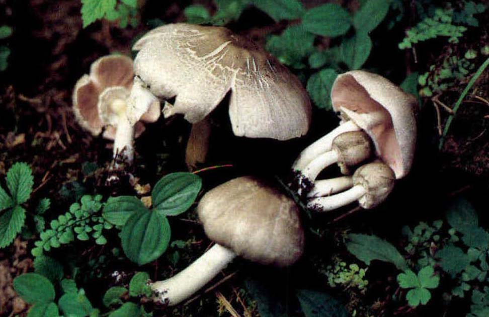 Agaricus subrufescens Peck